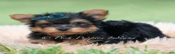 Yorkshire Terrier dogs for sale: Trinket - Ad 8