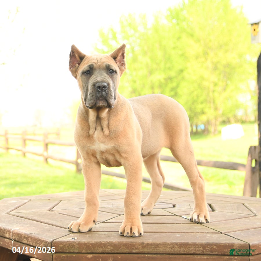 Cane Corso dogs Whisper - Ad 2