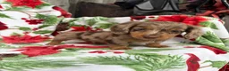 Miniature Dachshund dogs for sale: Davy - Ad 3