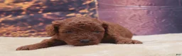 Miniature Poodle dogs for sale: Ember - Ad 7