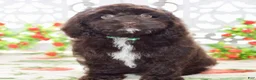 Cockapoo dogs for sale: Claire - Ad 4