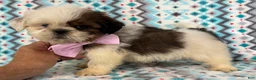Shih Tzu dogs for sale: Shih Tzu 3 - Ad 2