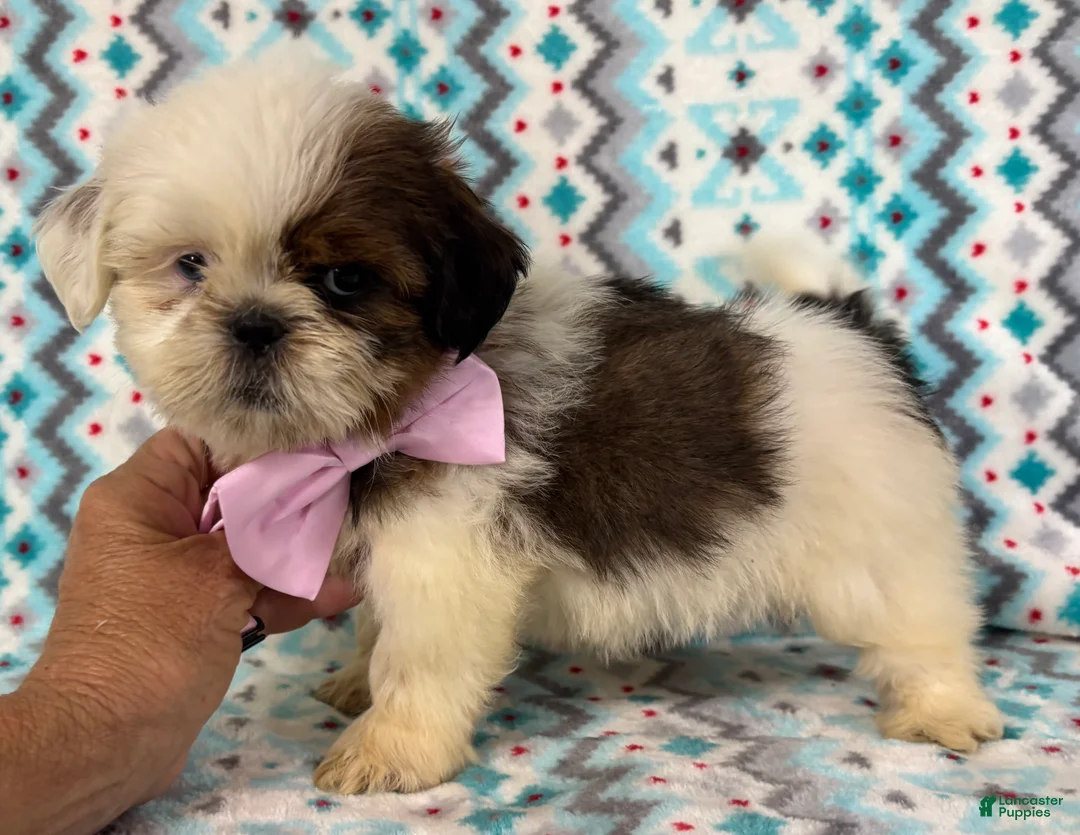 Shih Tzu dogs for sale: Shih Tzu 3 - Ad 2
