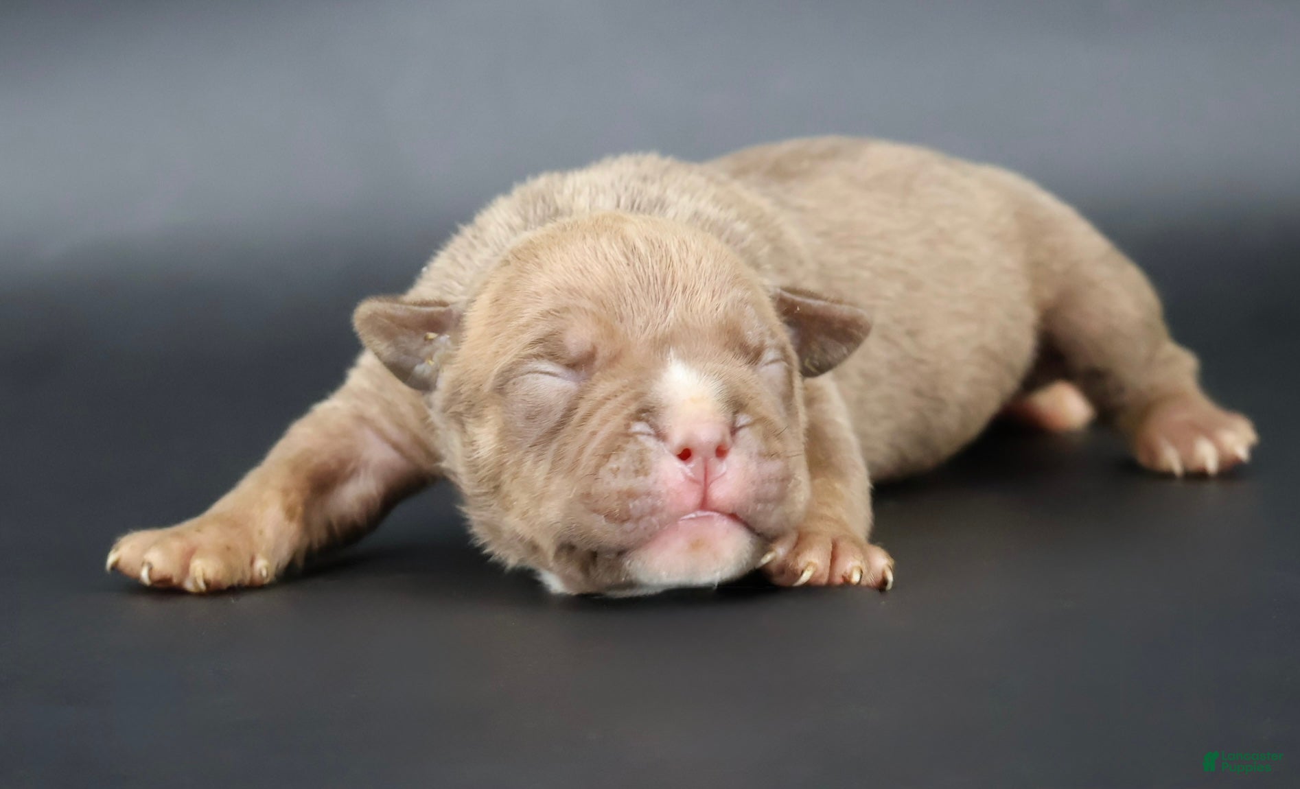 American Bully dogs Ramses - XL - ABKC - Ad 1