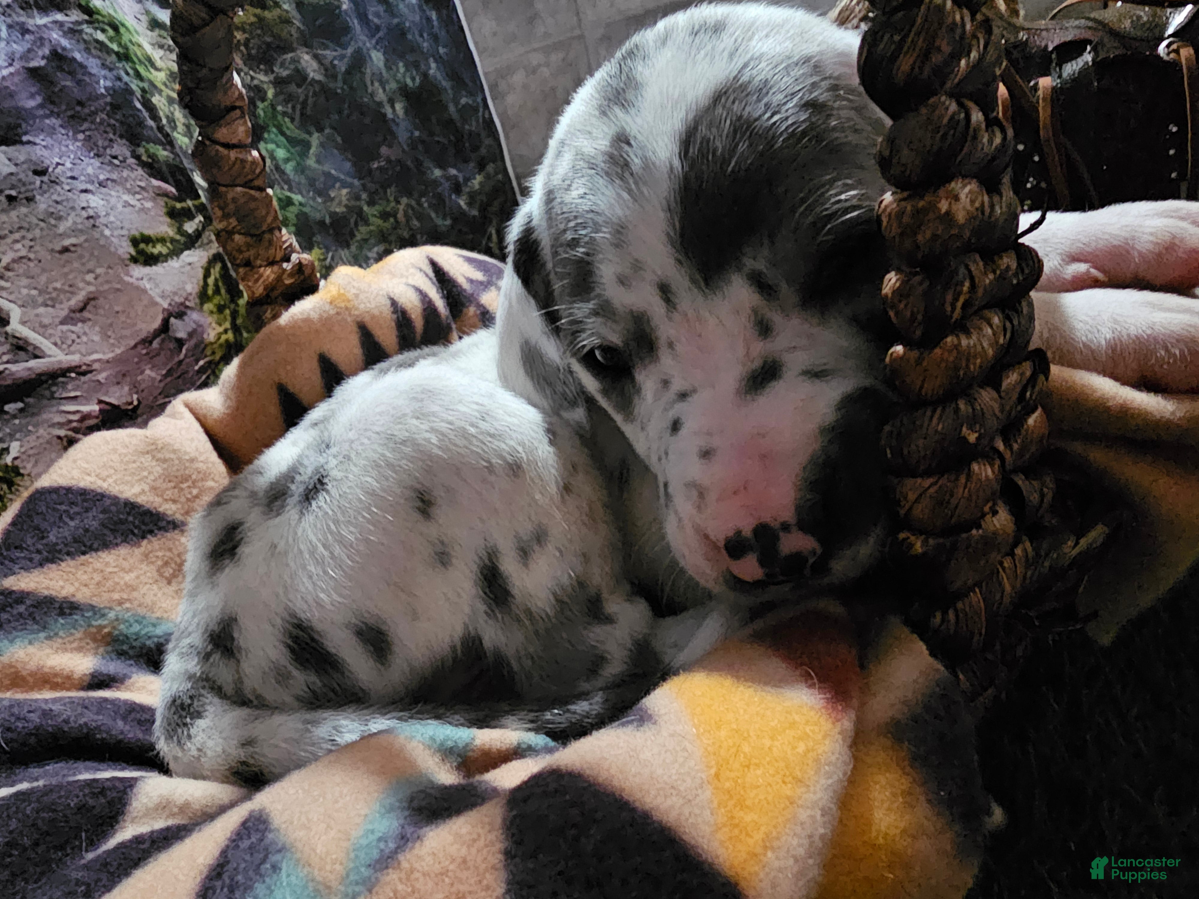 Great Dane dogs Blue Harlequin - Ad 2