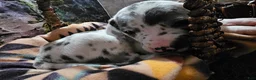 Great Dane dogs for sale: Blue Harlequin - Ad 2