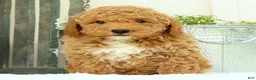 Mini Goldendoodle dogs for sale: Vinny - Ad 3