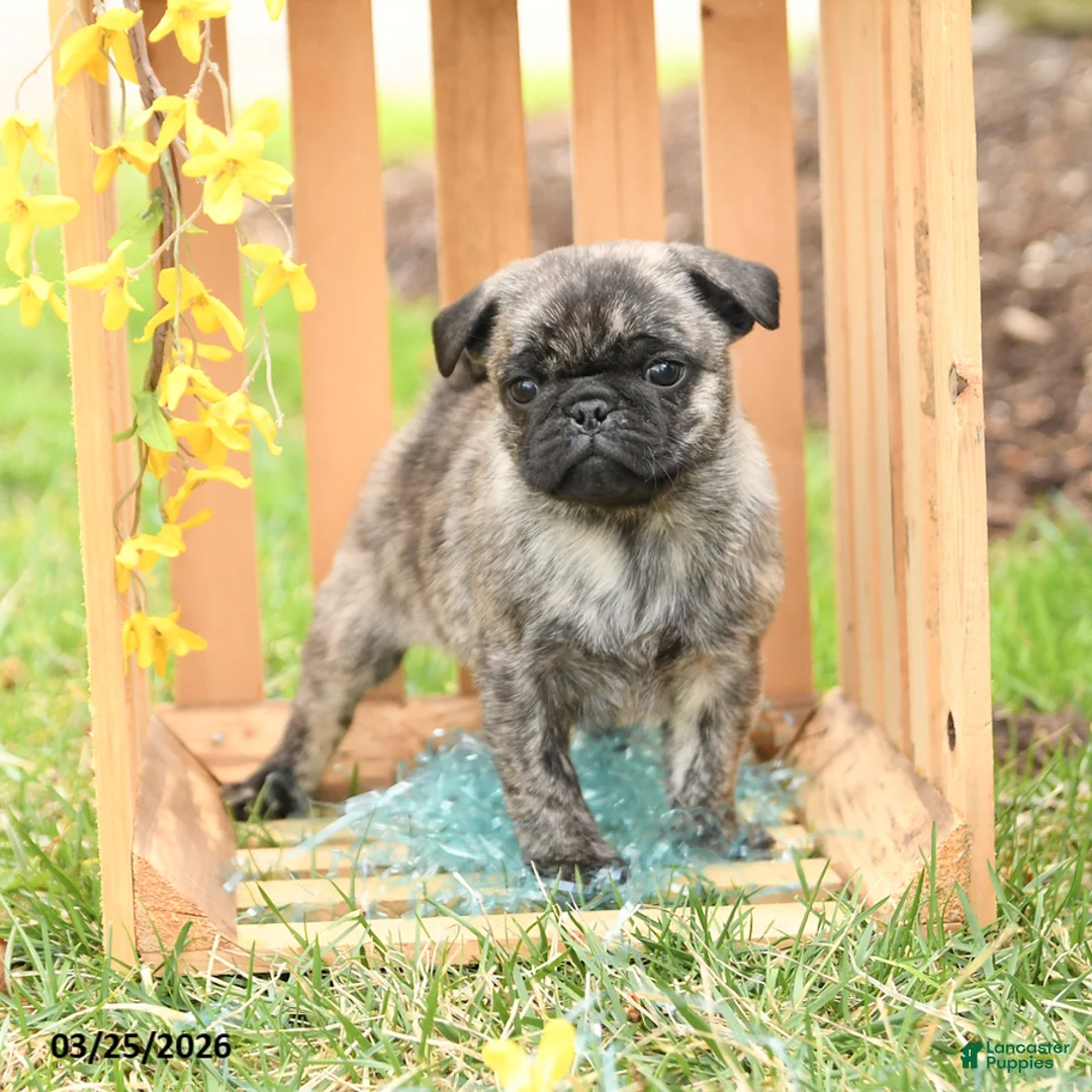 Pug dogs for sale: Skippy - Ad 2