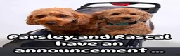 Mini Goldendoodle dogs for sale: parsleys yellow collar girl - Ad 4