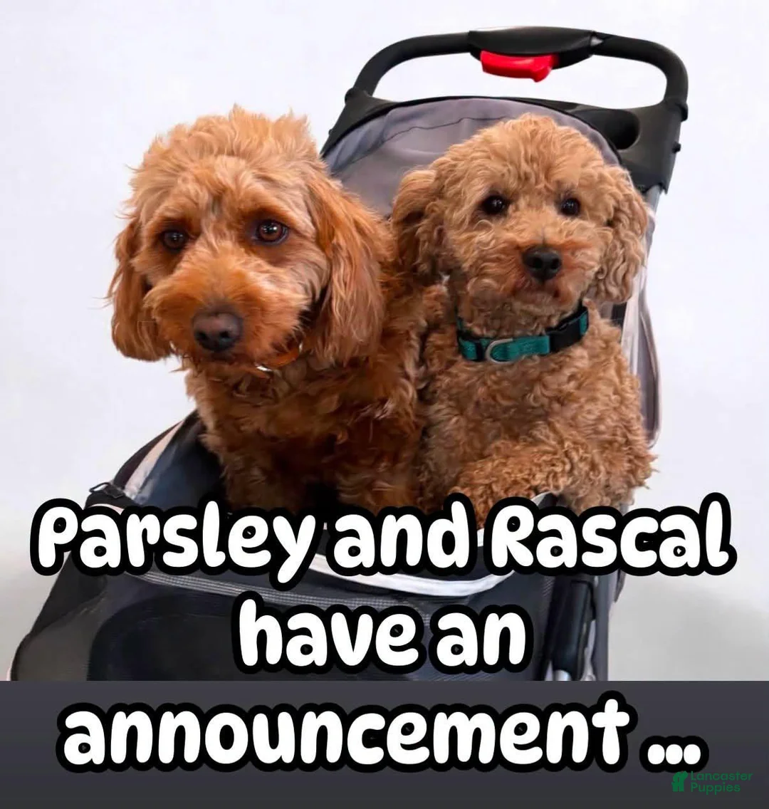 Mini Goldendoodle dogs for sale: parsleys yellow collar girl - Ad 4
