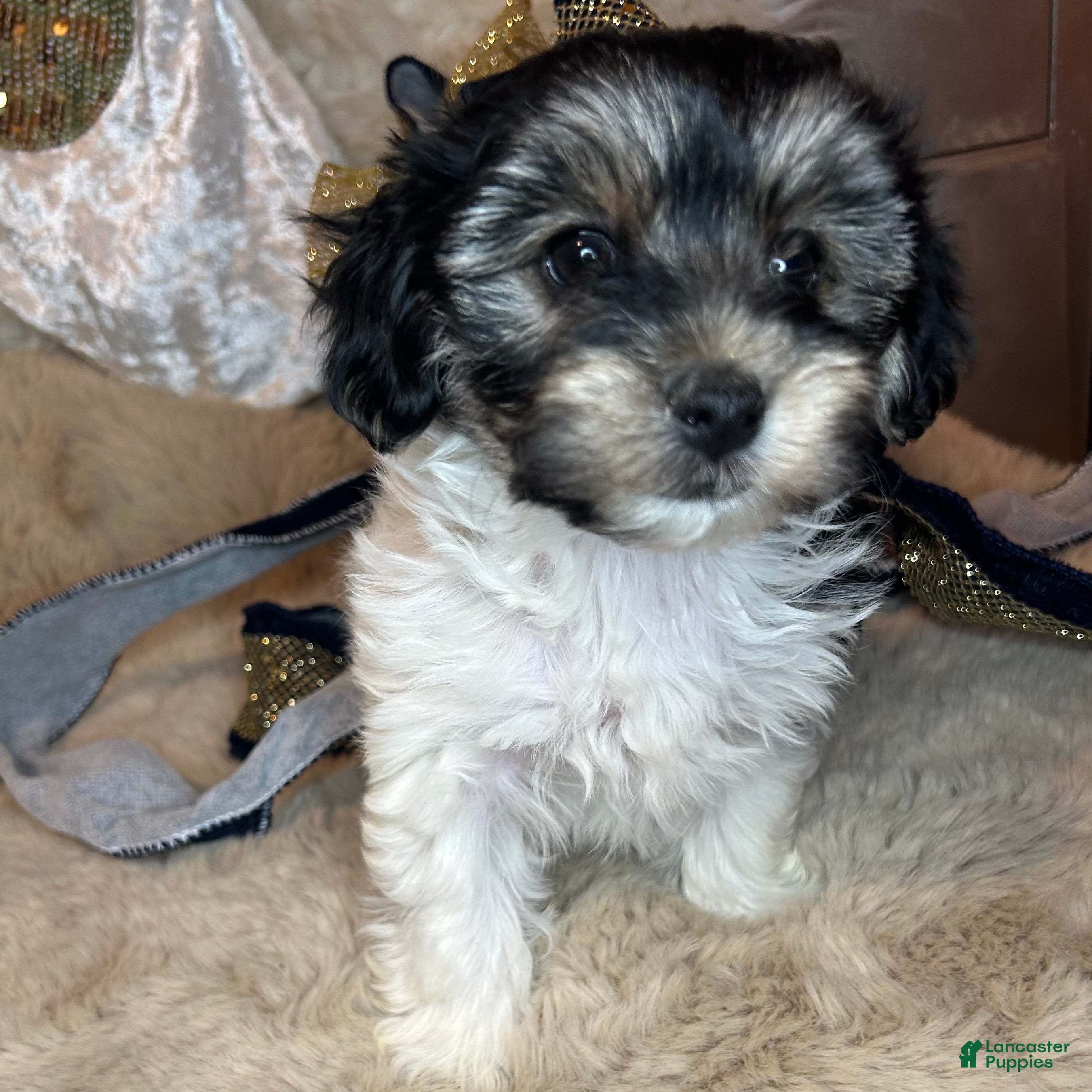 Morkie dogs Ollie - Ad 11