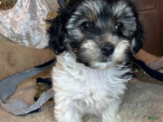 Morkie dogs Ollie - Ad 8