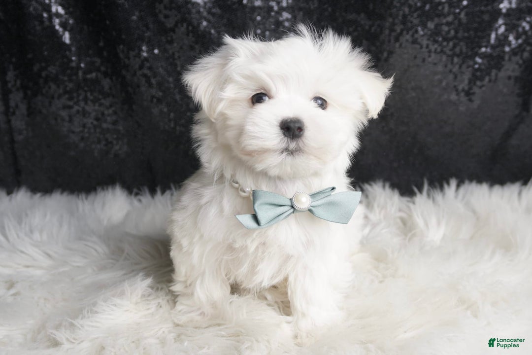 Maltese dogs for sale: Leo - Ad 2