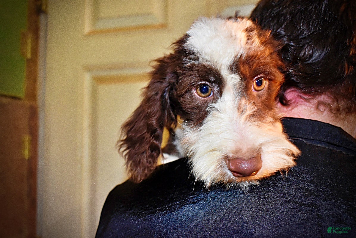 Havapoo dogs Simba - Ad 3