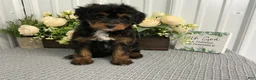 Aussiedoodle dogs for sale: Ms Amanda  - Ad 3