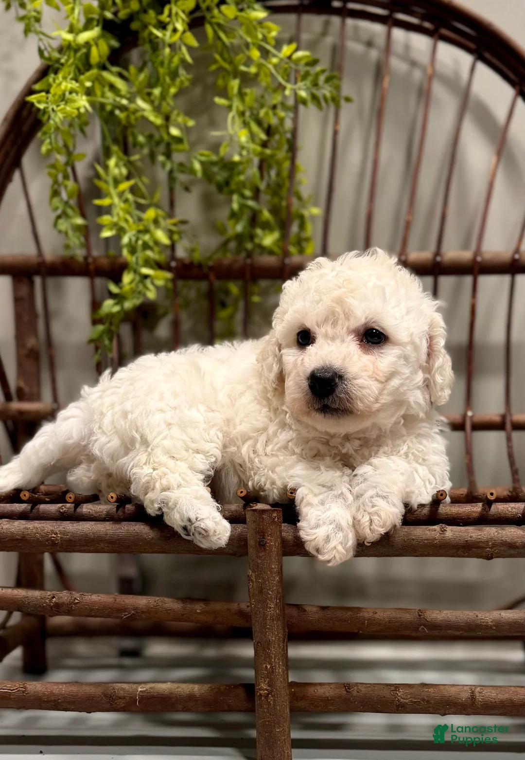 Bichon Frise dogs for sale: ACA Maverick  - Ad 5