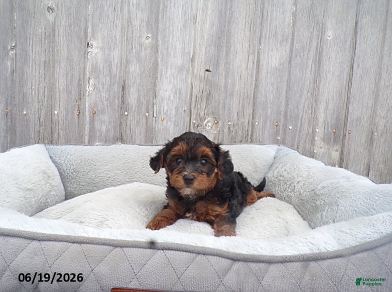 Yorkiepoo dogs Oscar - Ad 1