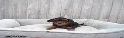 Yorkiepoo dogs for sale: Oscar - Ad 1