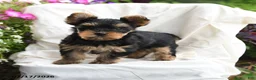 Yorkshire Terrier dogs for sale: Murphy - Ad 3