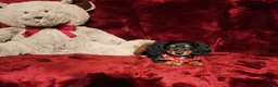 Miniature Dachshund dogs for sale: EMBERLY - Ad 10