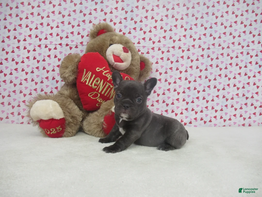 French Bulldog dogs for sale: AKC Cora - Ad 2