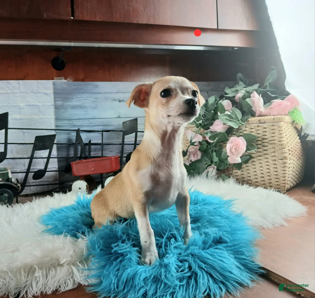 Chihuahua dogs for sale: Nationwide delivery. Popcorn boy red - Ad 1