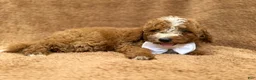Mini Goldendoodle dogs for sale: Lane - Ad 9