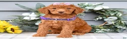 Standard Poodle dogs for sale: Rosie - Ad 6