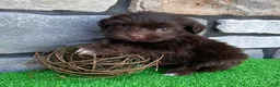 Havanese dogs for sale: Rowdy - Ad 7