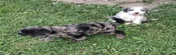 Aussiedoodle dogs for sale: Poppy and Peter  - Ad 5