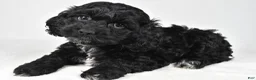 Cockapoo dogs for sale: Sally - Ad 4