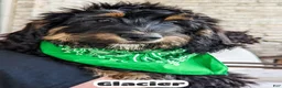 Bernedoodle dogs for sale: Glacier - Ad 7
