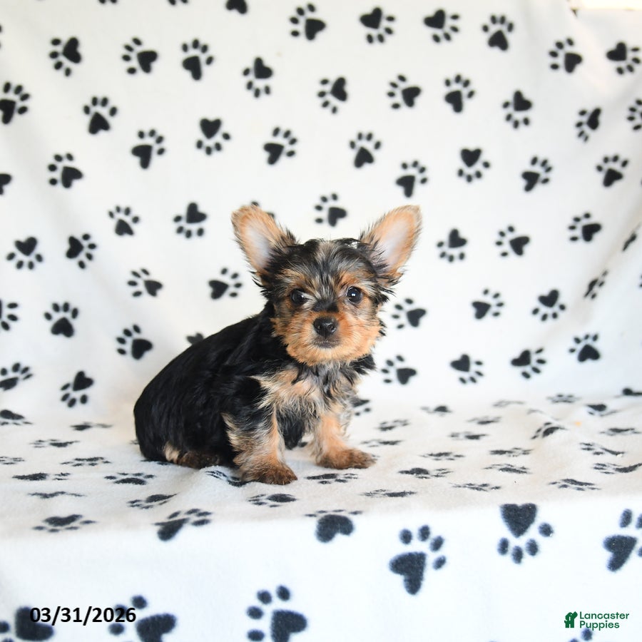 Yorkshire Terrier dogs Ida - Ad 1
