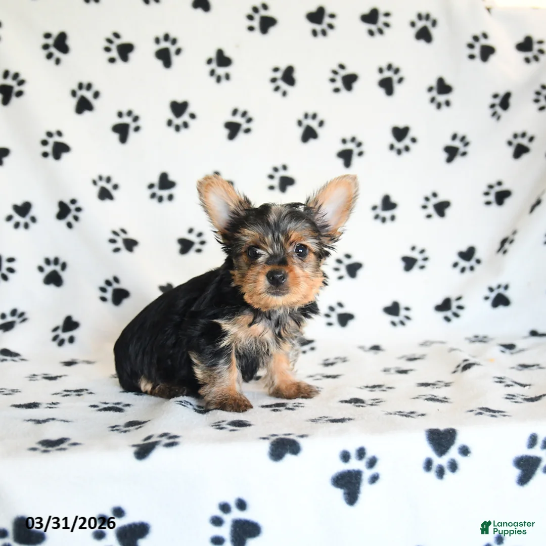 Yorkshire Terrier dogs for sale: Ida - Ad 1
