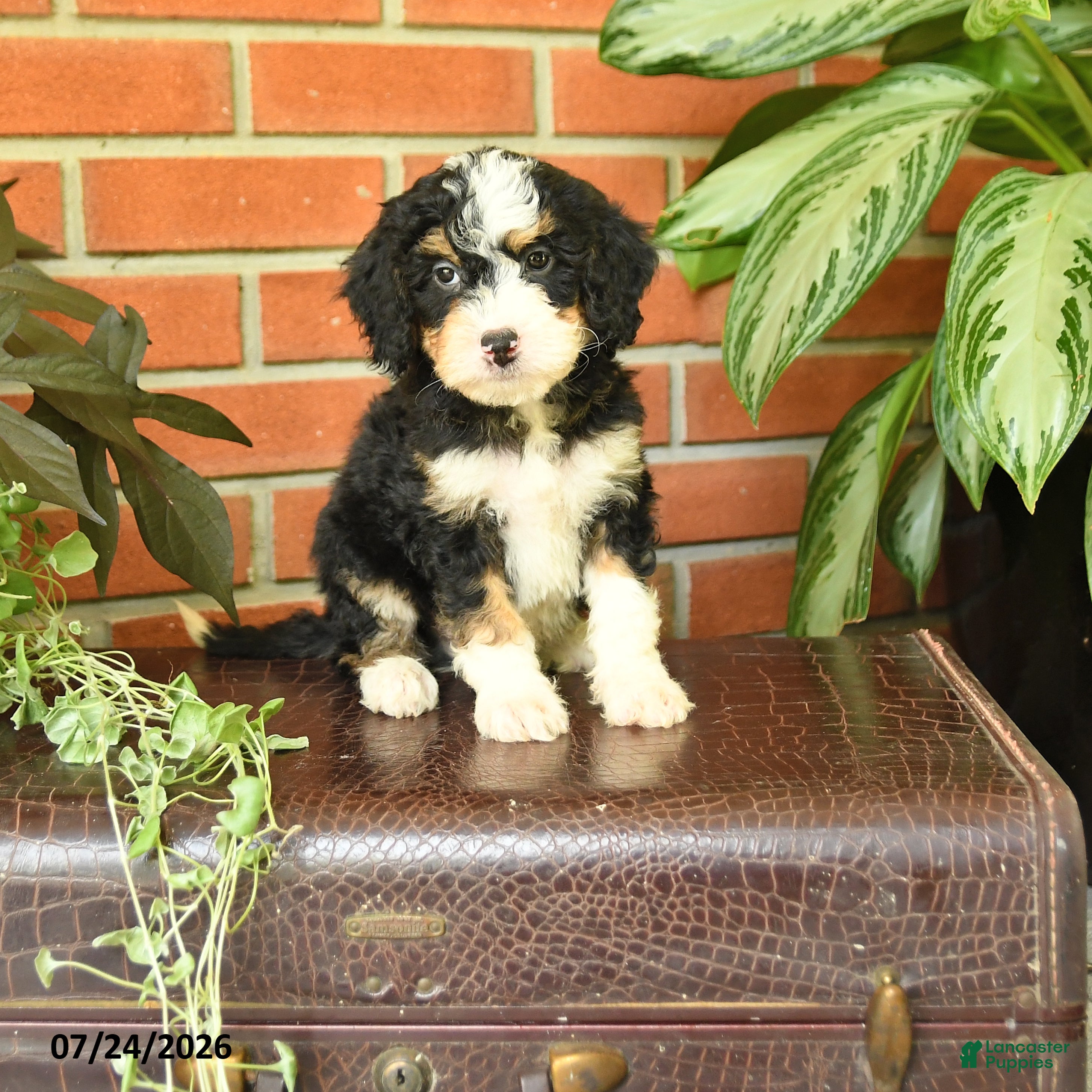Bernedoodle dogs James   - Ad 1