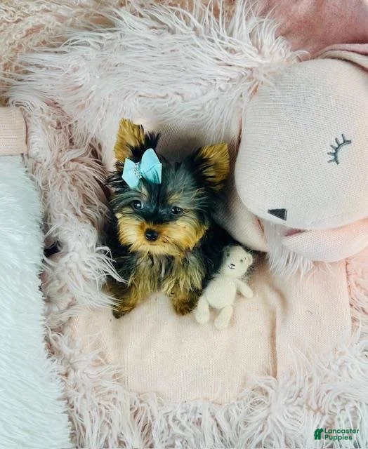 Yorkshire Terrier dogs Meet Jonah!  - Ad 31