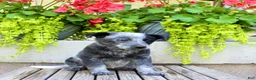 Australian Cattle Dog dogs for sale: Sadie - Ad 2