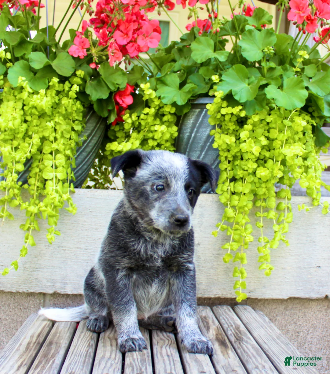 Australian Cattle Dog dogs for sale: Sadie - Ad 2