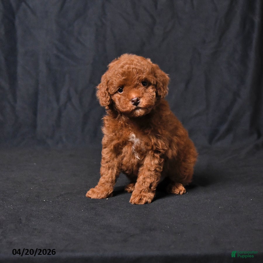 Toy Poodle dogs Zorro - Ad 1