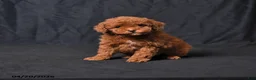 Toy Poodle dogs for sale: Zorro - Ad 1