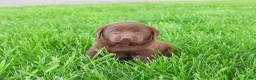 Labrador Retriever dogs for sale: Lulu - Ad 4