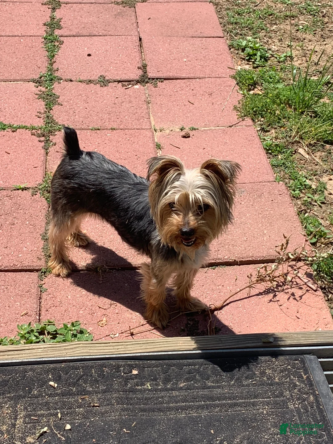 Yorkshire Terrier dogs for sale: Yorkshire Terrier Puppy 2 - Ad 5