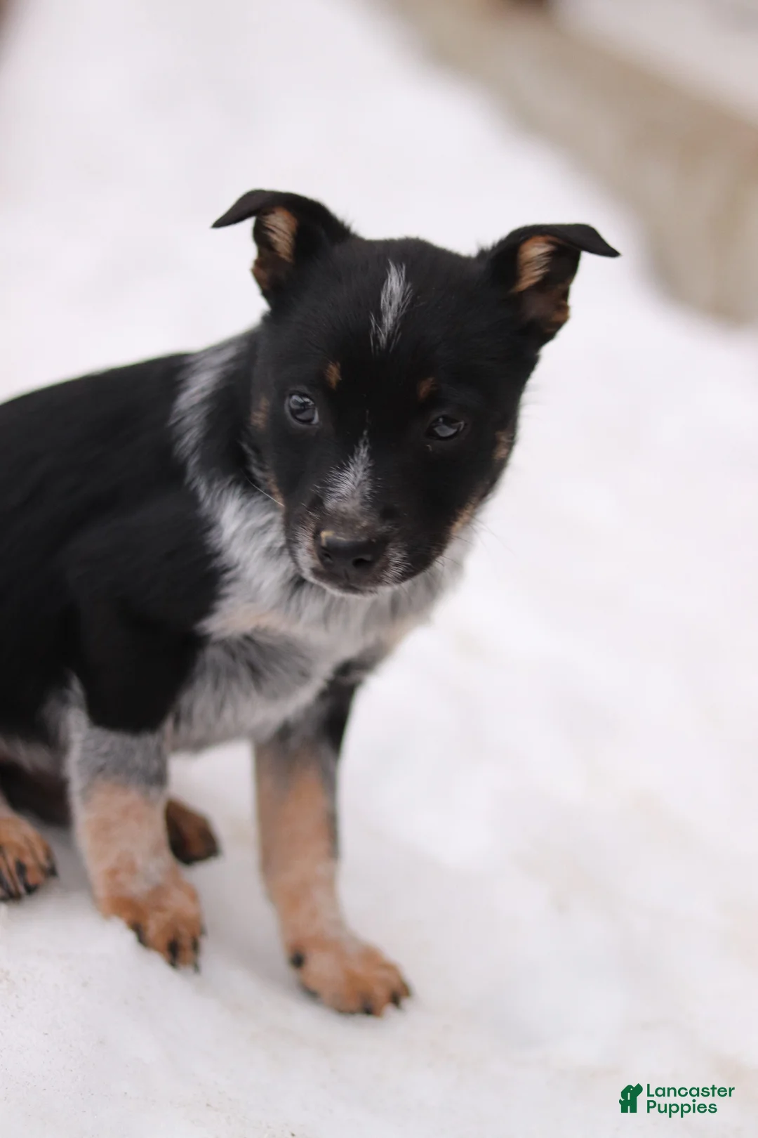 Australian Cattle Dog dogs for sale: Ranger - Ad 2