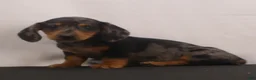Dachshund dogs for sale: Rocky - Ad 4