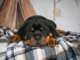 Rottweiler dogs Tara/ Mocha – Santos Ad-Dirah - Ad 2