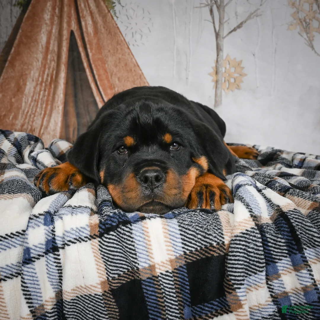 Rottweiler dogs for sale: Tara/ Mocha – Santos Ad-Dirah - Ad 2