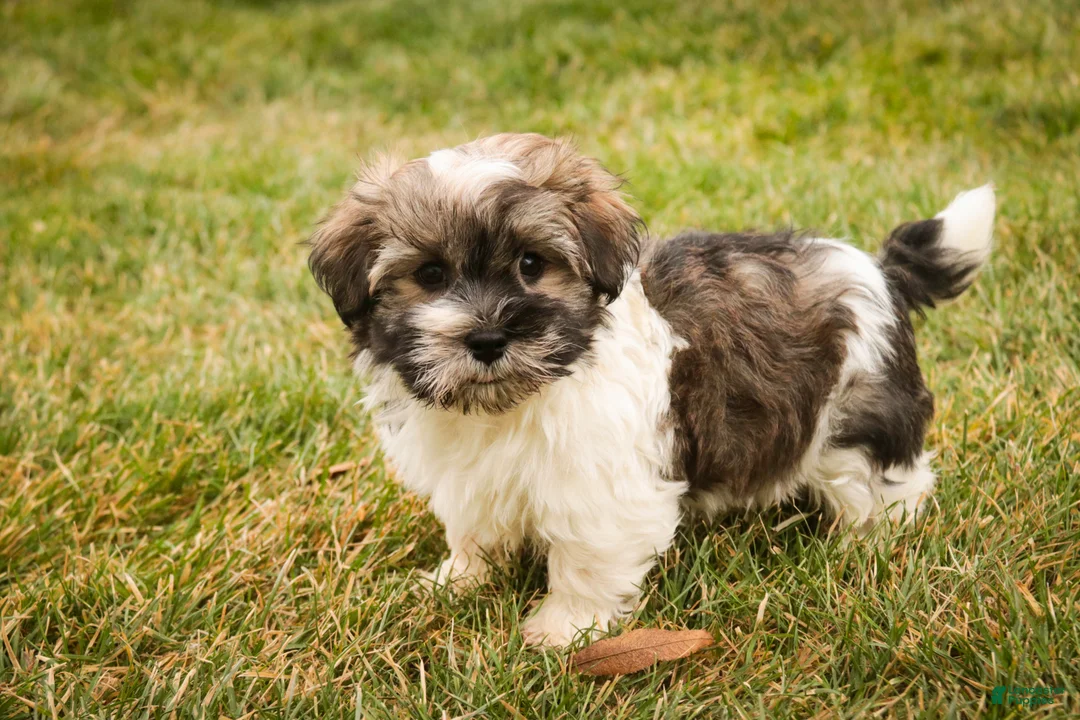 Havanese dogs for sale:  Snickerdoodle - Ad 5