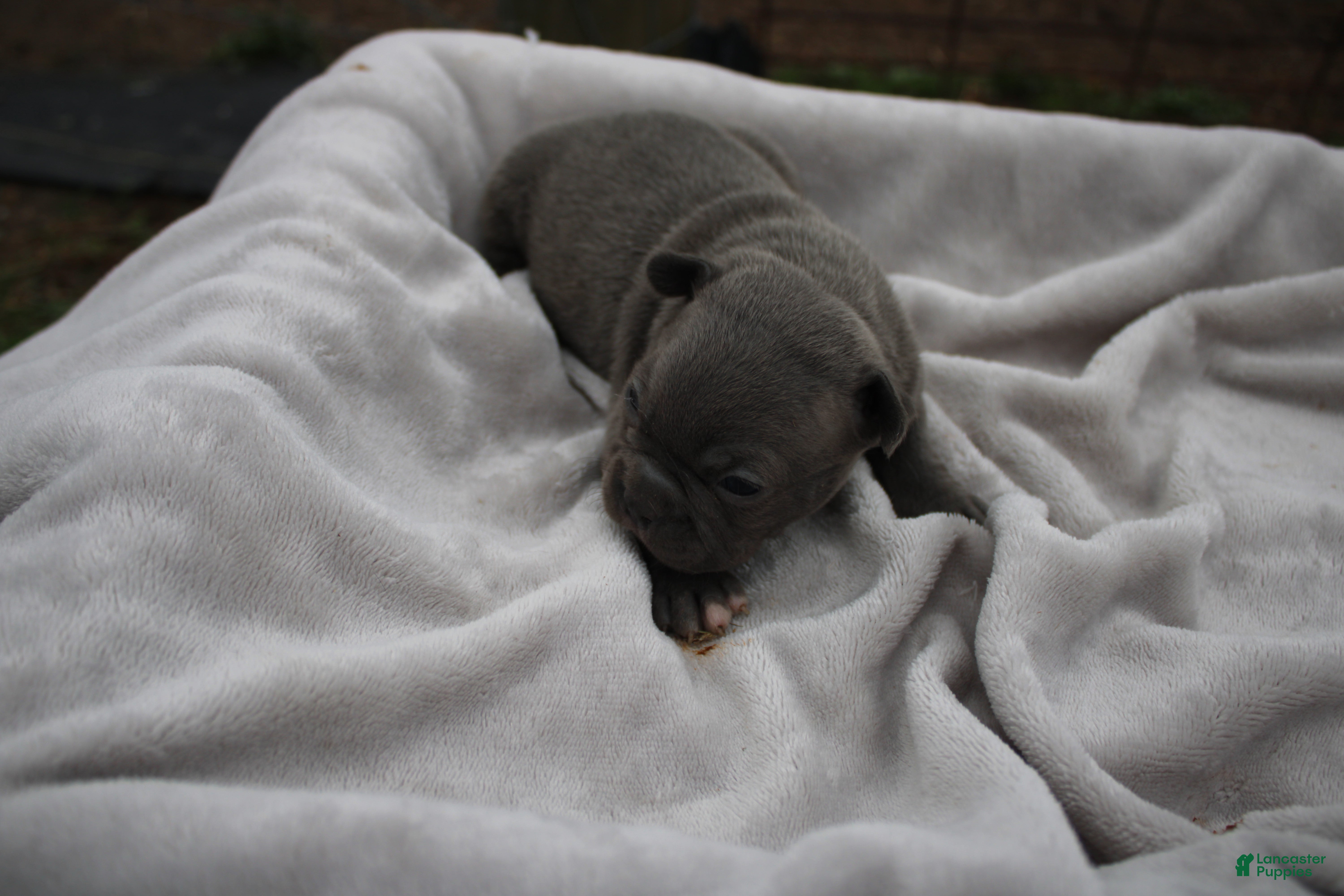 Frenchton dogs Alfie - Ad 2