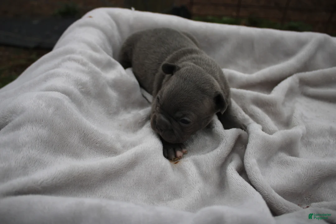 Frenchton dogs for sale: Alfie - Ad 2