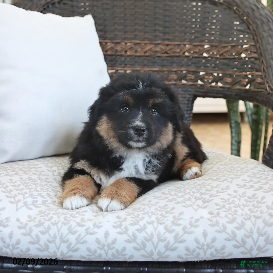 Miniature Australian Shepherd dogs for sale: Fern - Ad 5